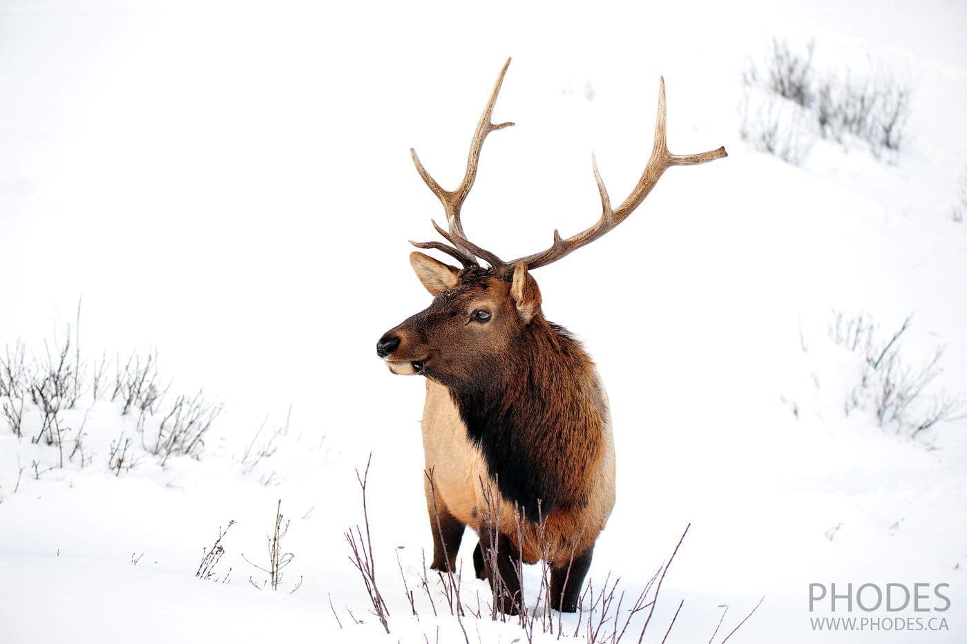 Cerf en hiver dans Banff