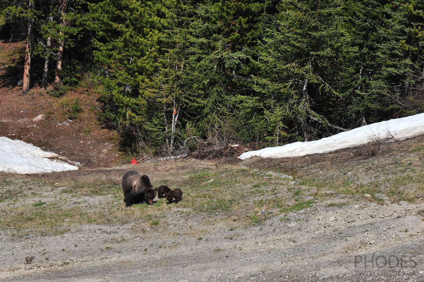 Grizzly bears from Grizzly Express