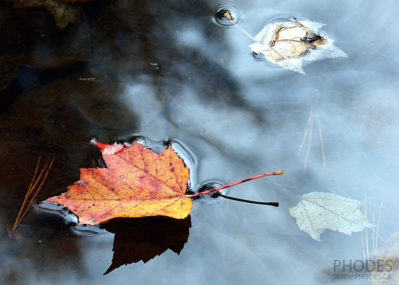 Feuille d’érable en automne, Montréal