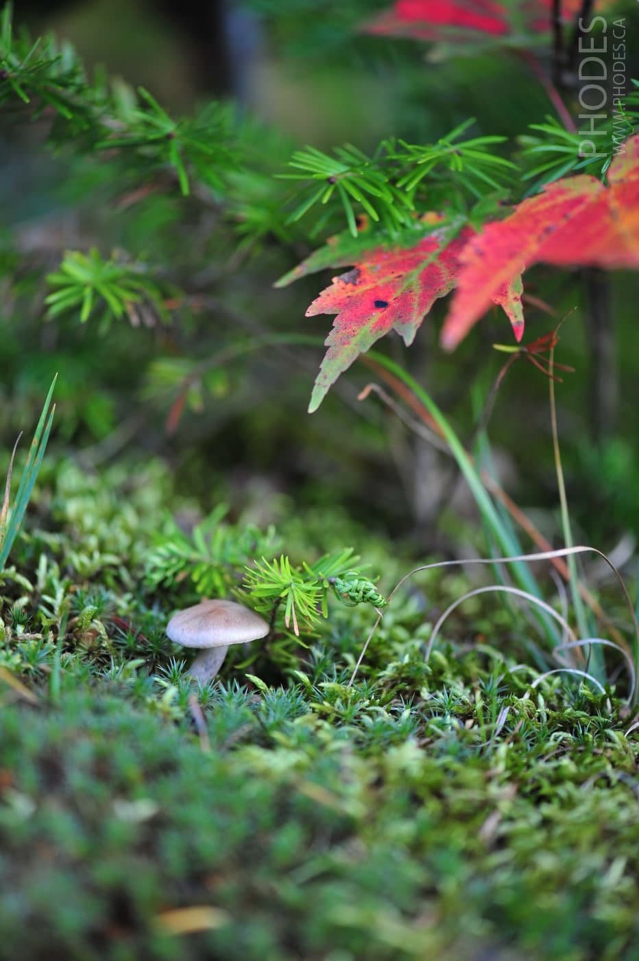 Ранняя осень в лесу, Квебек