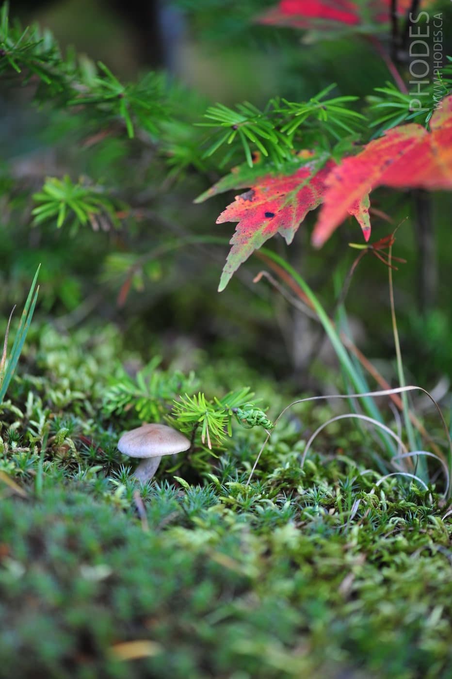 Début d’automne au Québec