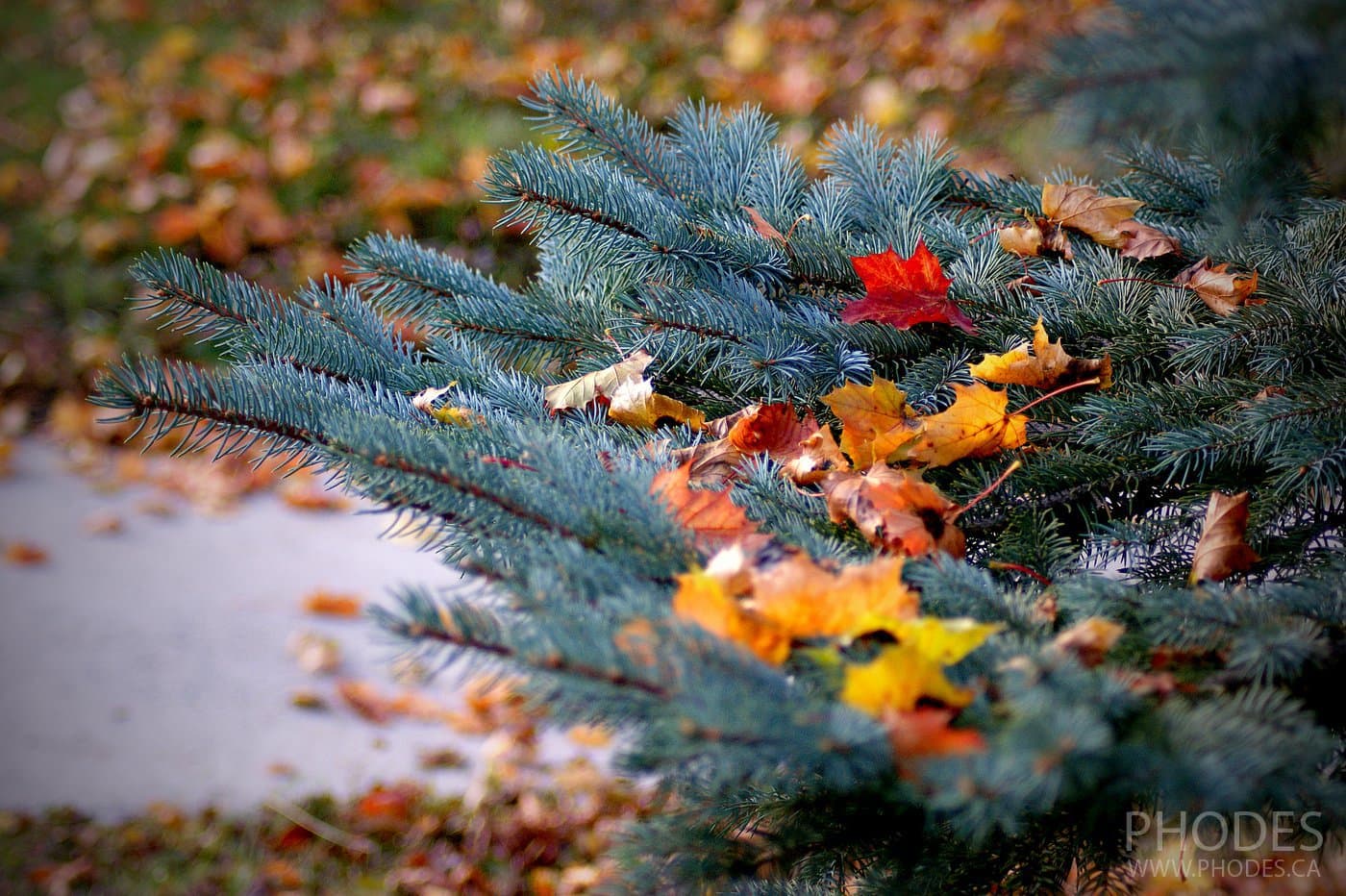 Maple leaves on spruce, Montreal