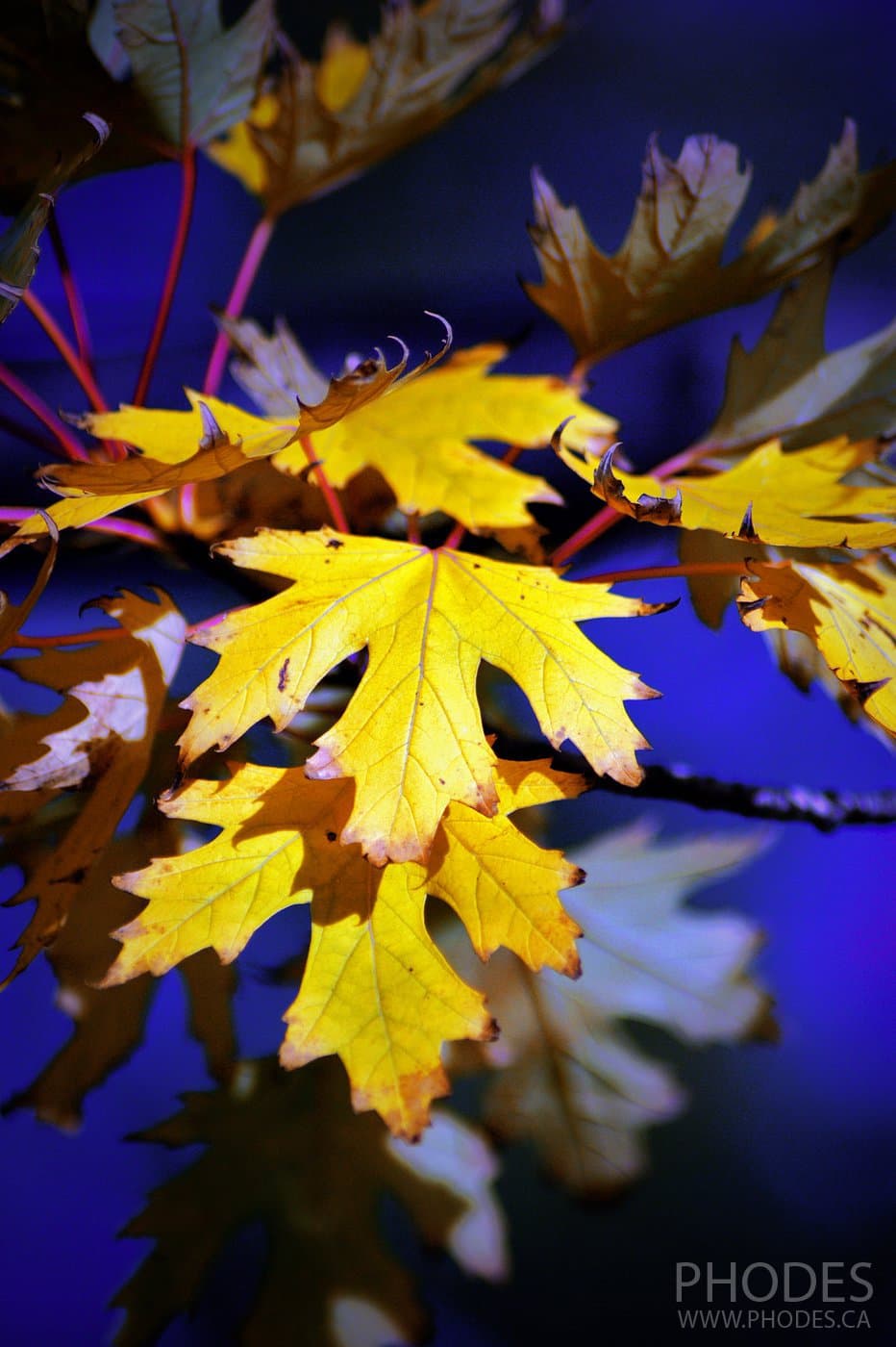 Feuilles d’érable jaune, Montréal