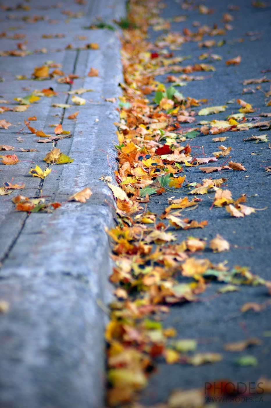 Maple leaves on the street, Montreal