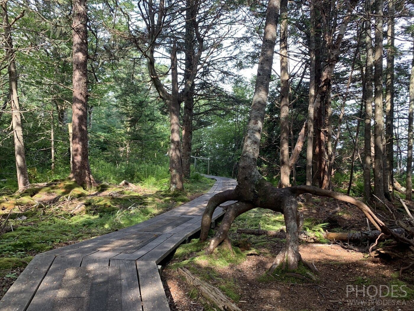 Трейл для хайкинга в парке Anchorage Provincial Park на острове Grand Manan