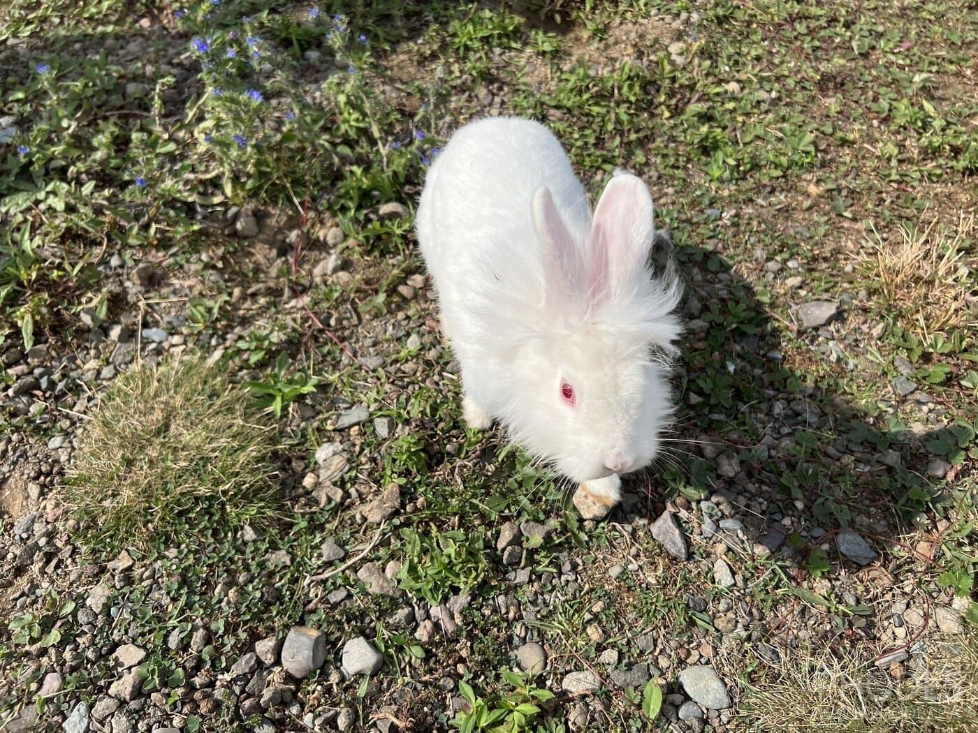 Bunny at the Anchorage Provincial Park on Grand Manan Island