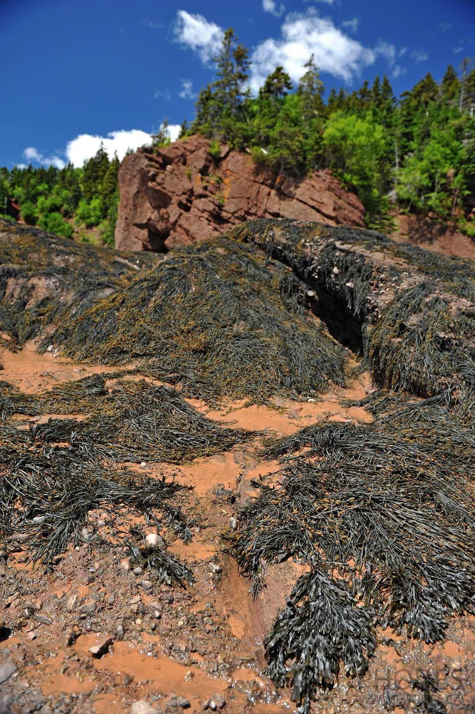 Rochers Hopewell Rocks - fond marin marecageux