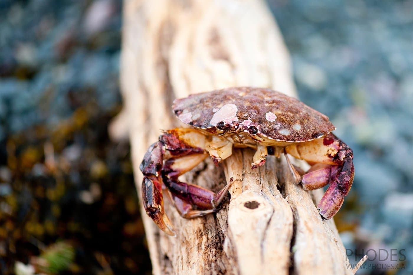 Crab - Newfoundland