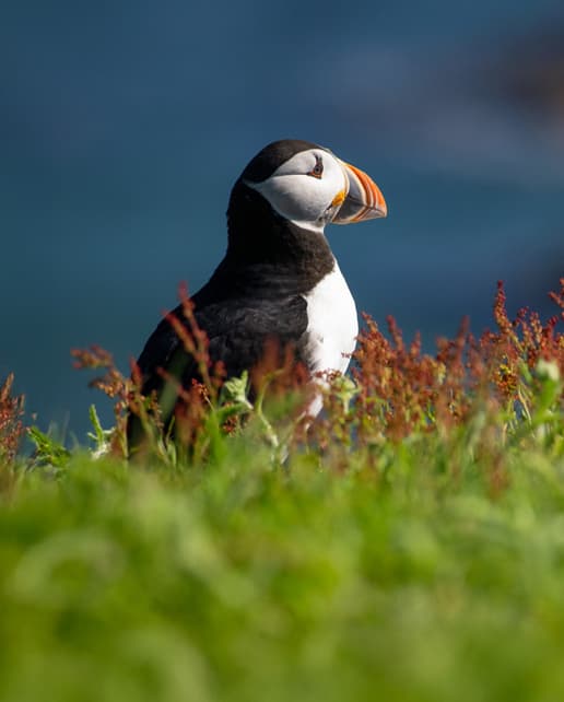 Macareux de l’Atlantique - Bird Island - Elliston - Terre-Neuve