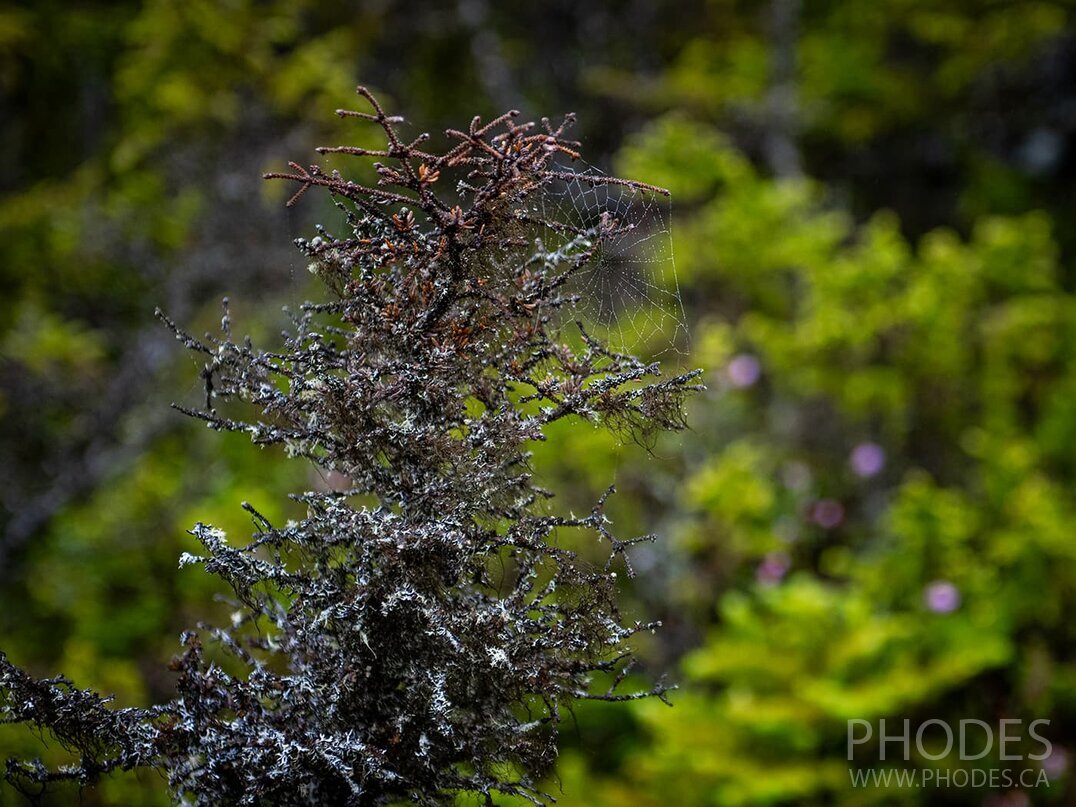 La toile d'araignée - sentier Skerwink - Port Rexton - Terre-Neuve