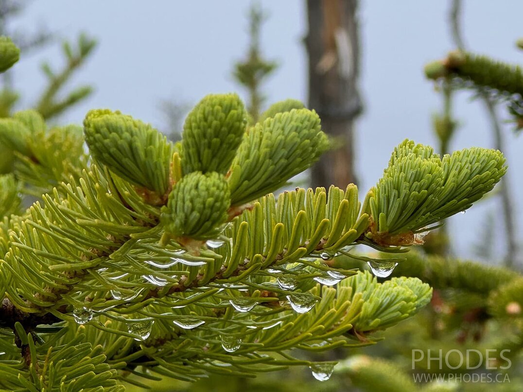 Les gouttes de pluie sur les branches - sentier Skerwink - Port Rexton - Terre-Neuve