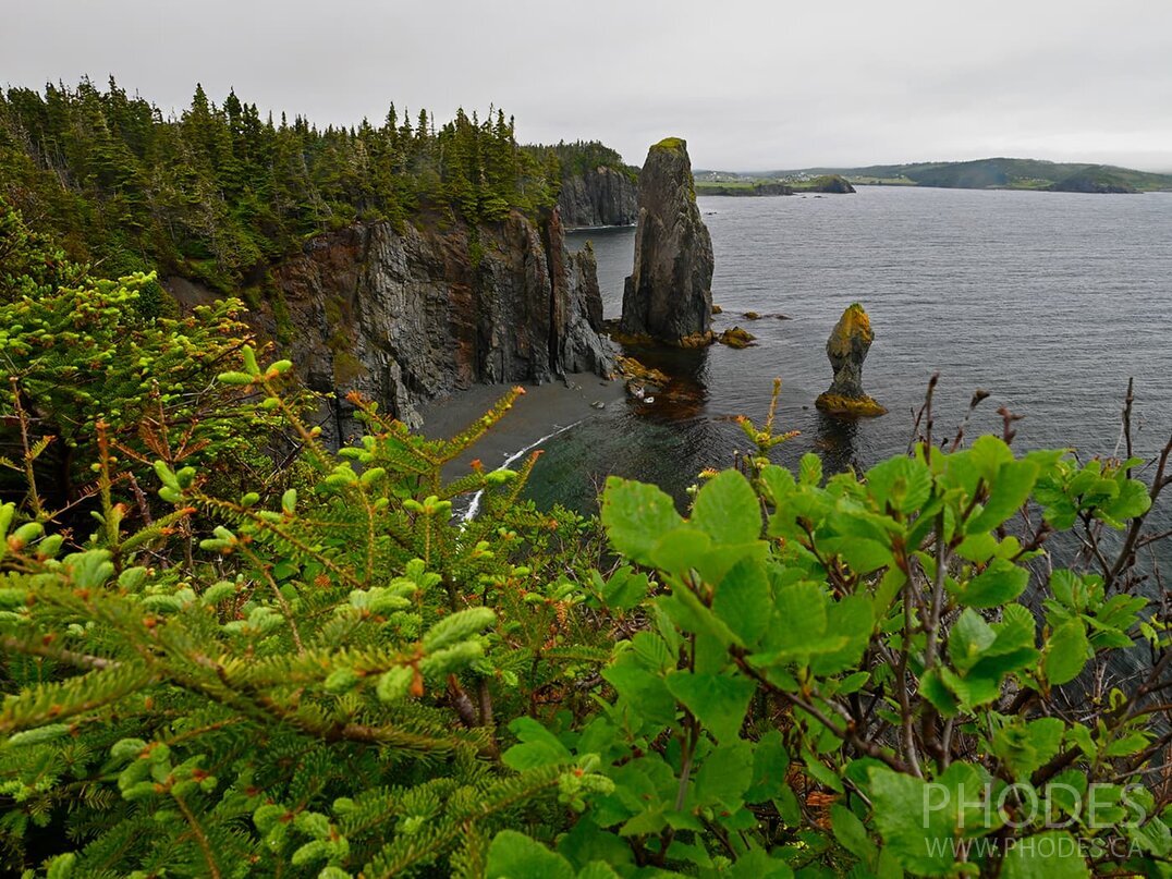 La côte - sentier Skerwink - Port Rexton - Terre-Neuve